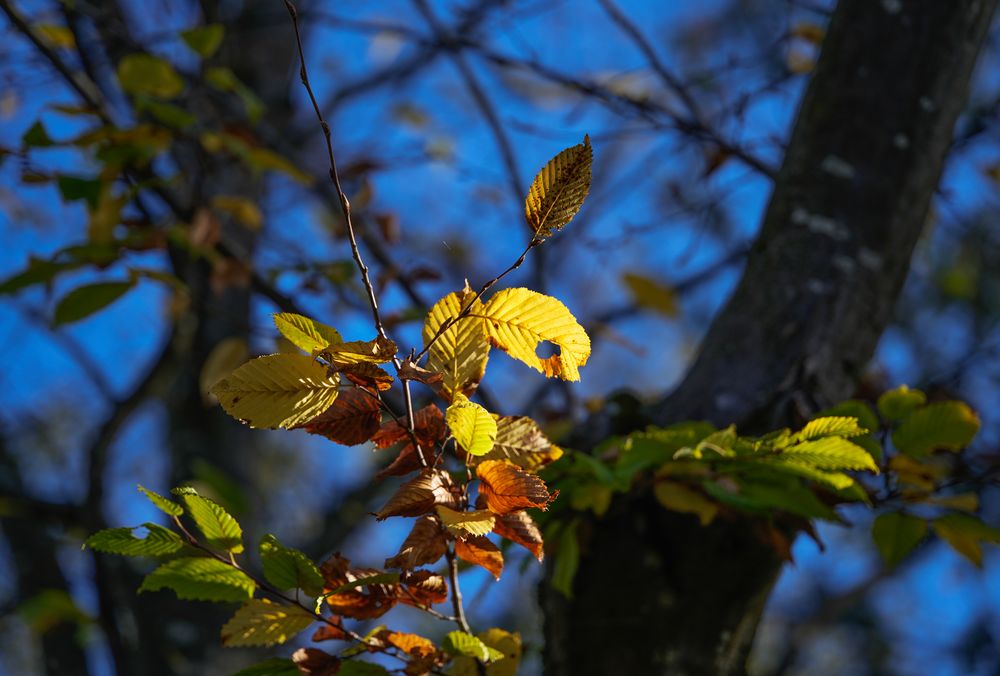 Die Farben des Herbstes