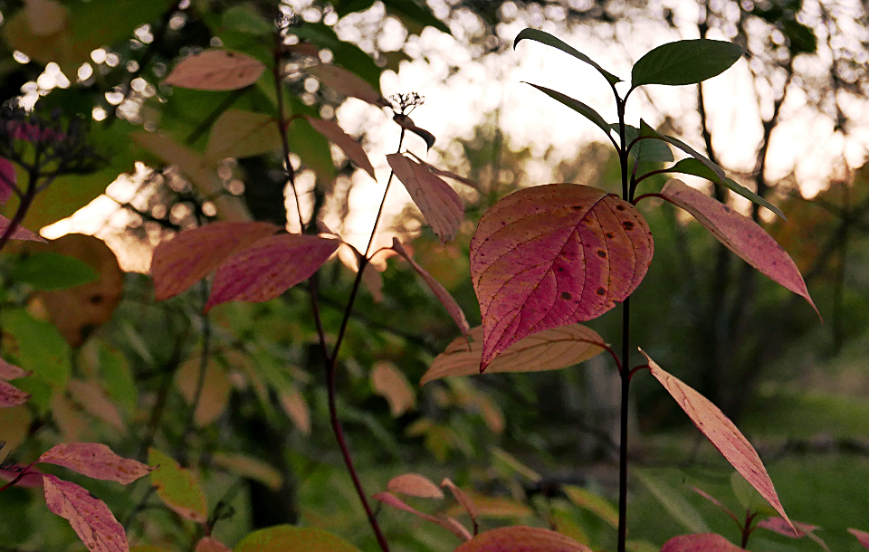 Die Farben des Herbstes