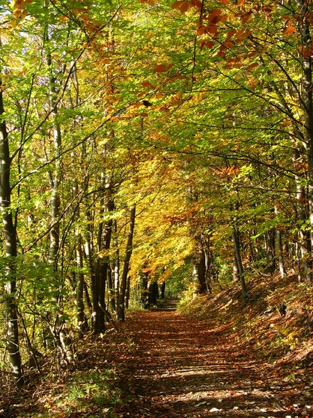 Die Farben des Herbstes fassen.