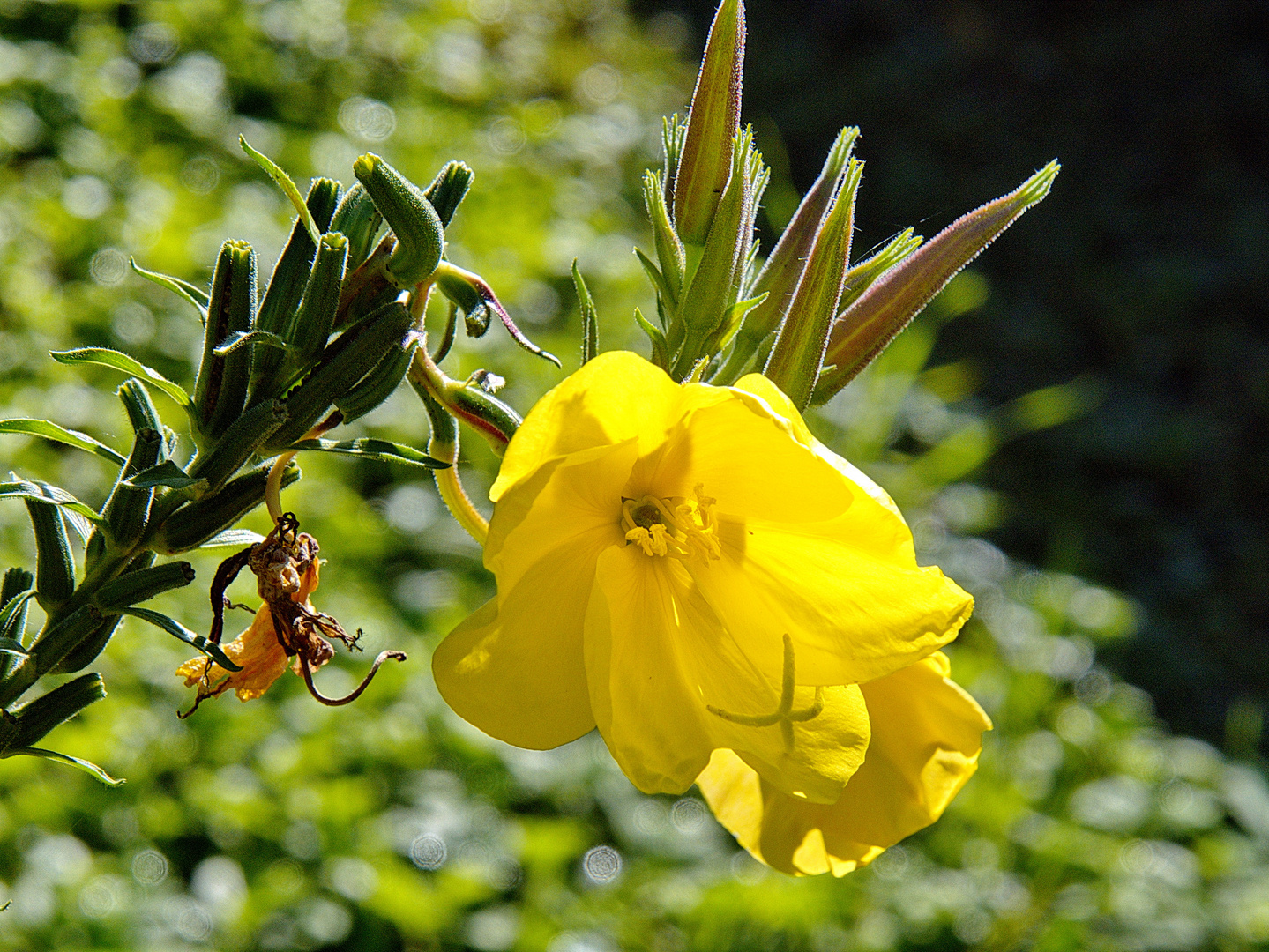 " Die Farben des Herbstes "