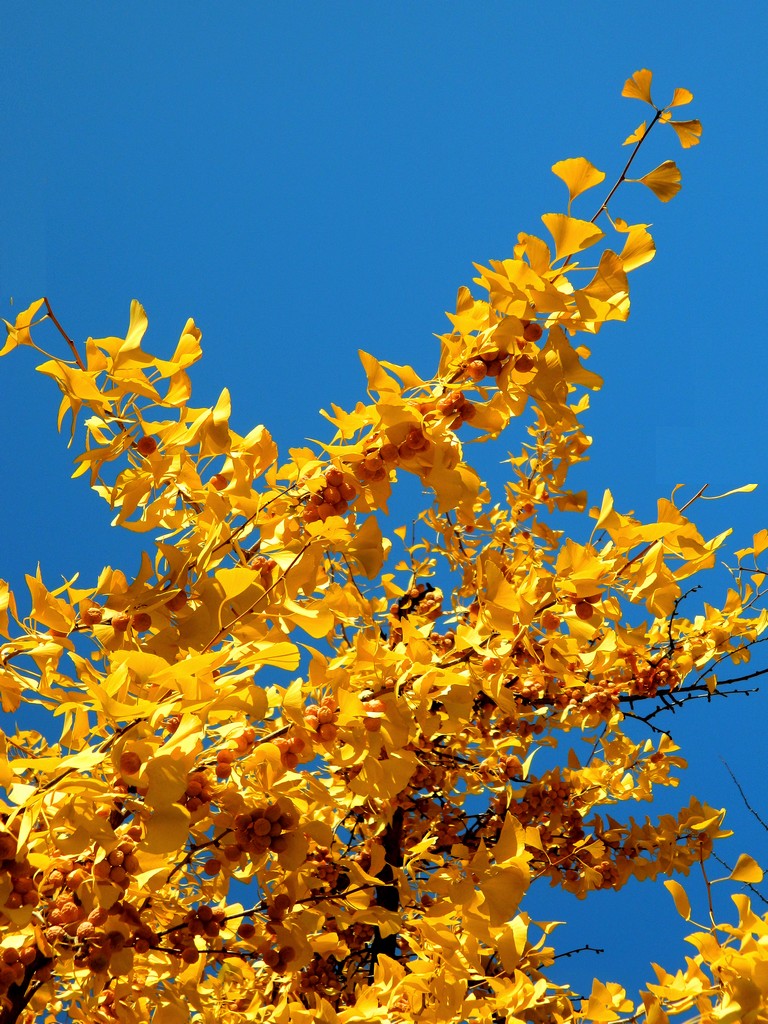 Die Farben des Herbstes Ginkgo biloba