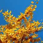 Die Farben des Herbstes Ginkgo biloba