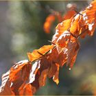 die Farben des Herbstes haben auch jetzt noch geleuchtet