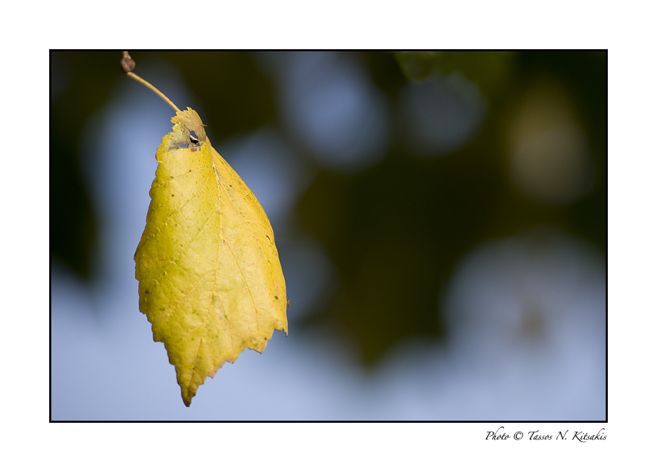 Die Farben des Herbstes II