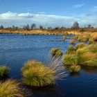 Die Farben des Herbstes im Brackvenn