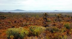 Die Farben des Herbstes im Cape le Grand Nationalpark.