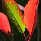 Die Farben des Herbstes im Garten!