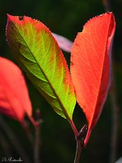 Die Farben des Herbstes im Garten!