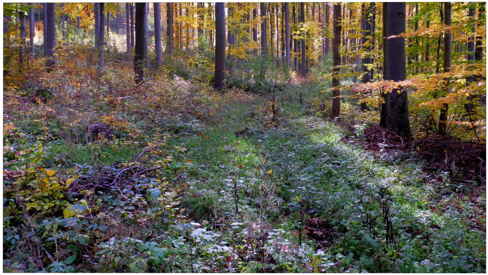 Die Farben des Herbstes IX (los colores del otoño IX)