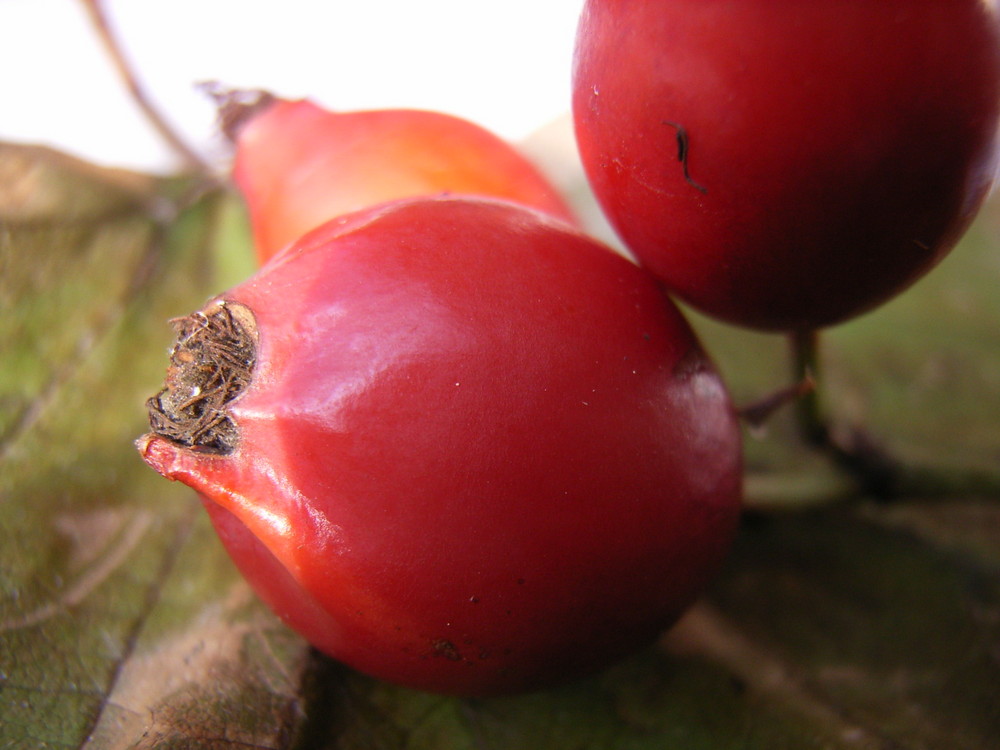 Die Farben des Herbstes: ROT