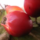 Die Farben des Herbstes: ROT