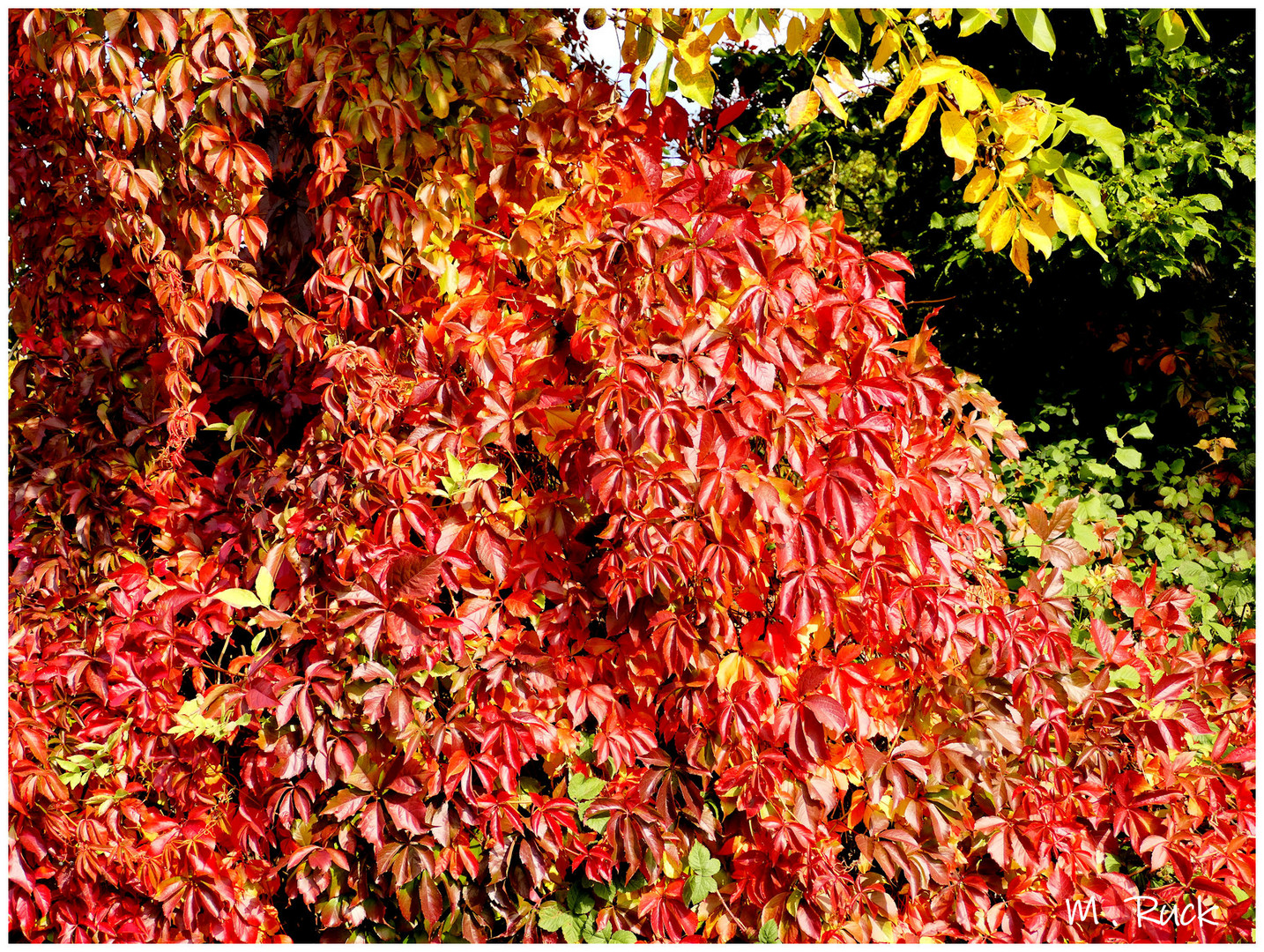 Die Farben des Herbstes sind einfach Traumhaft schön , 