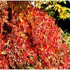 Die Farben des Herbstes sind einfach Traumhaft schön , 