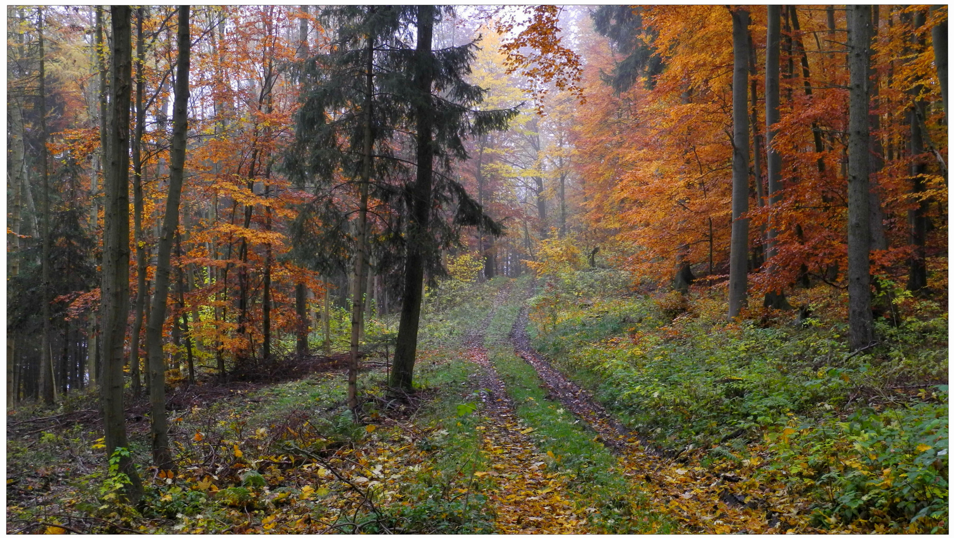 Die Farben des Herbstes XI, Waldweg (Los colores del otoño XI, camino por el bosque)