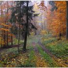 Die Farben des Herbstes XI, Waldweg (Los colores del otoño XI, camino por el bosque)