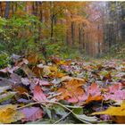 Die Farben des Herbstes XII, gefallene Blätter (Los colores del otoño XII, hojas caídas)
