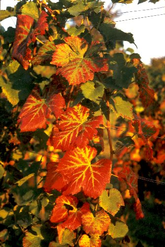 die Farben des Herbstlaubes