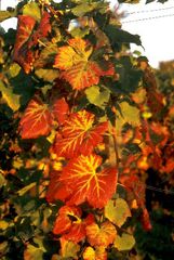 die Farben des Herbstlaubes