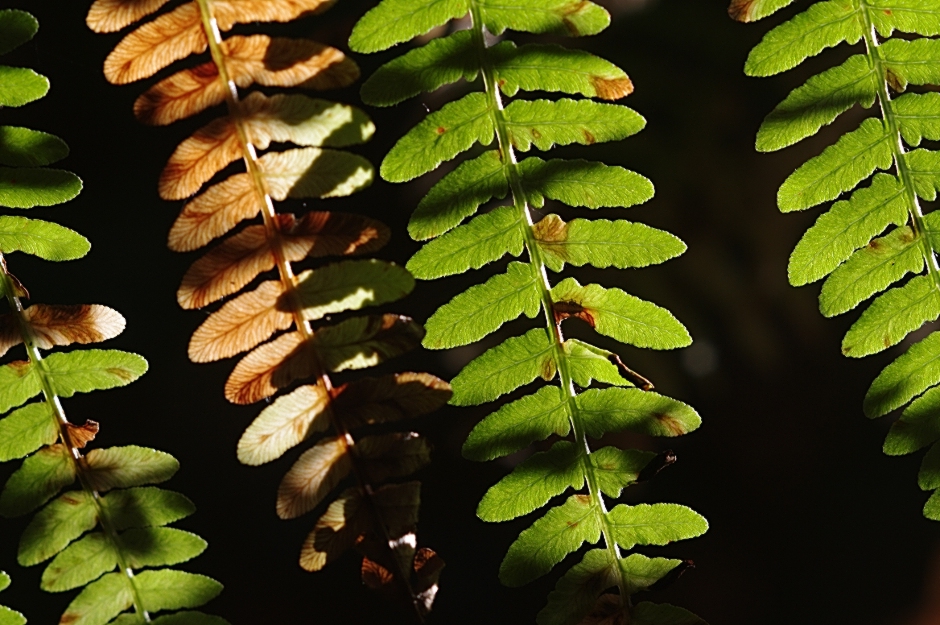 Die Farben des Herstes (I)