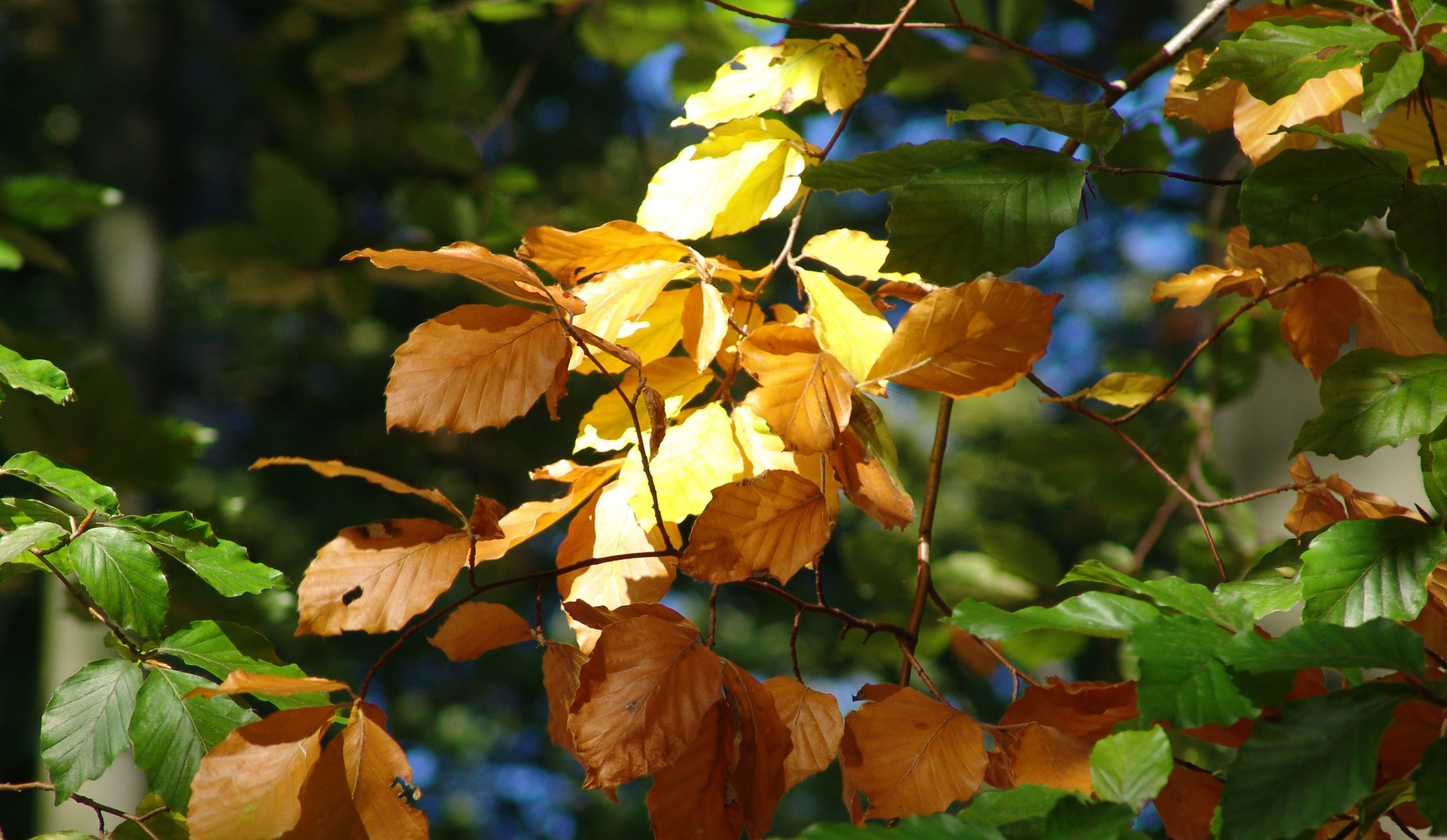 die Farben des Laubes im Herbst...