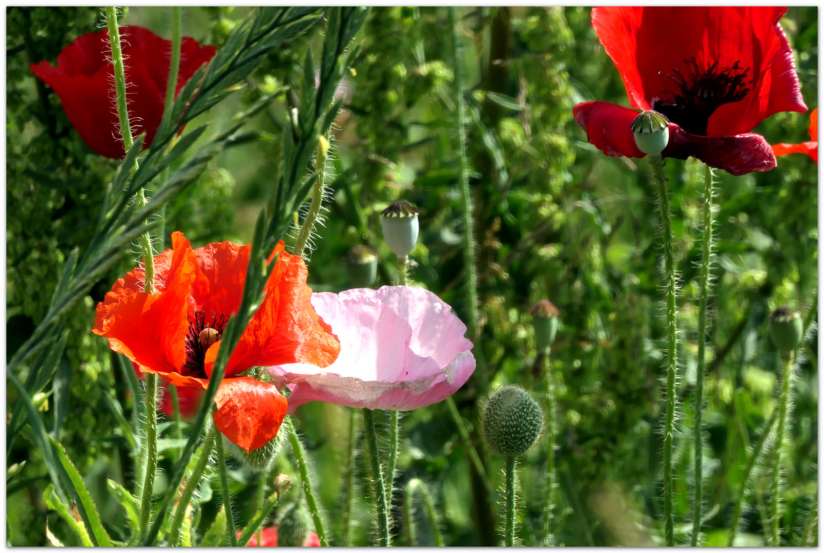 die Farben des Mohn