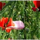 die Farben des Mohn