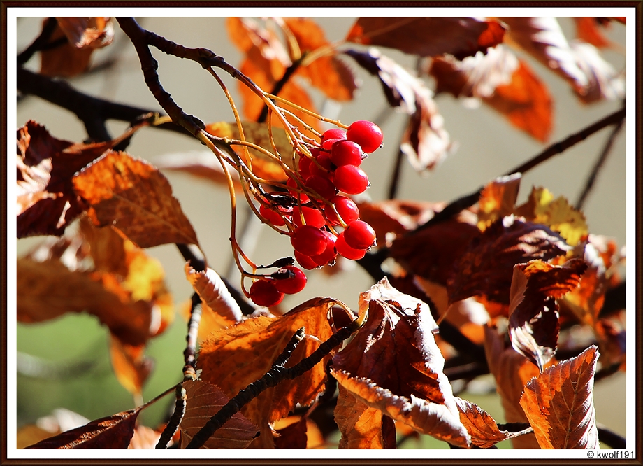 Die Farben des Oktobers (5)