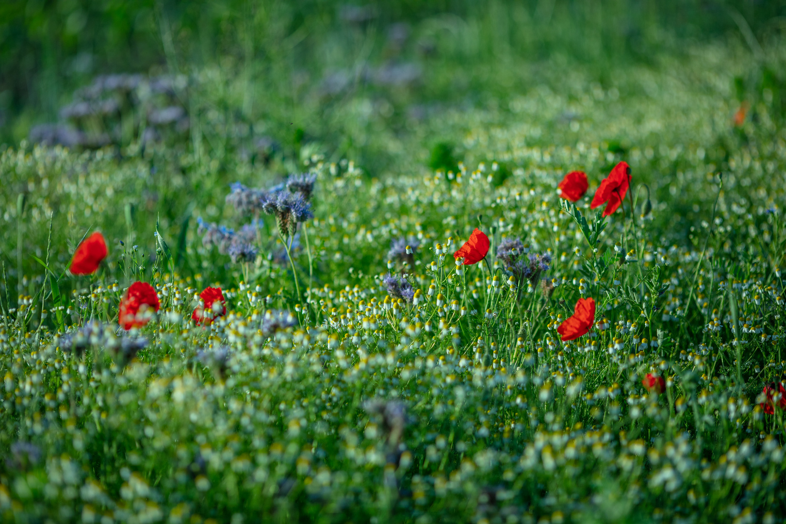 die Farben des Sommers