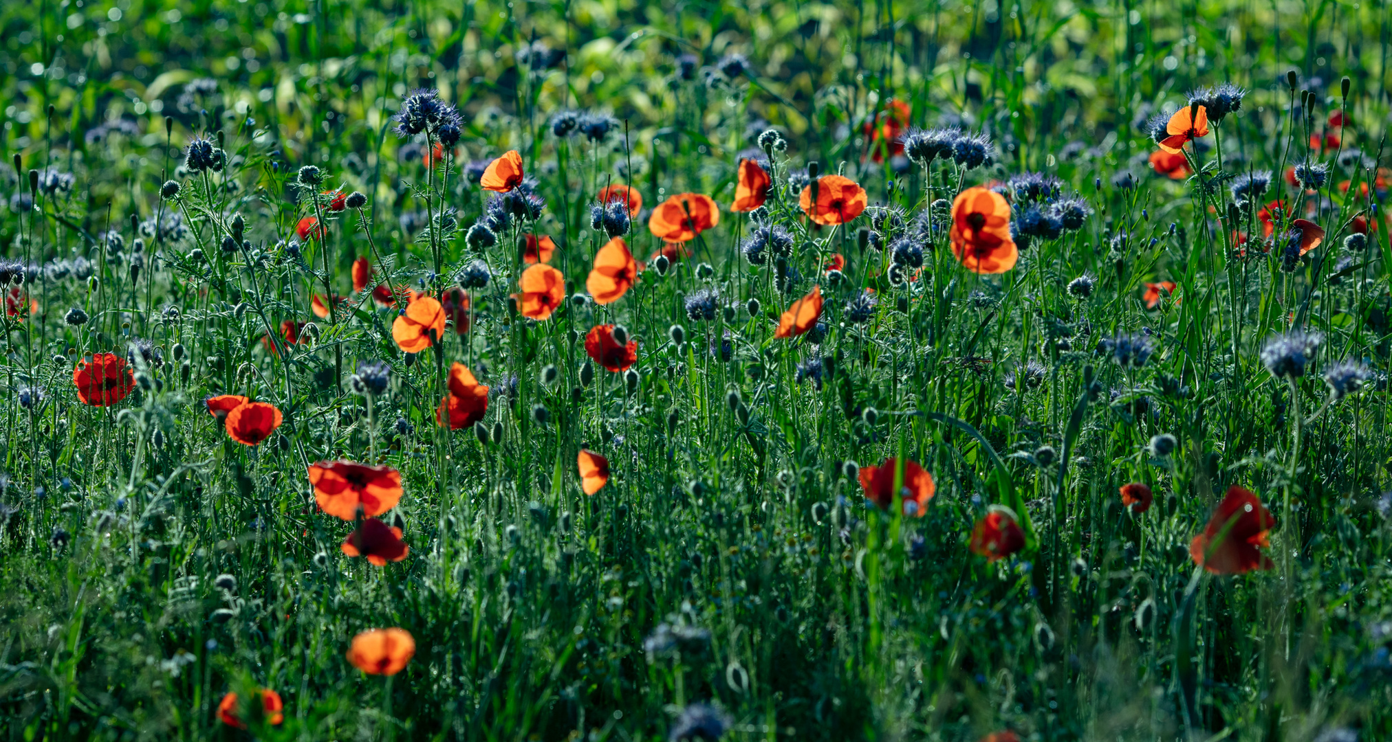 die Farben des Sommers