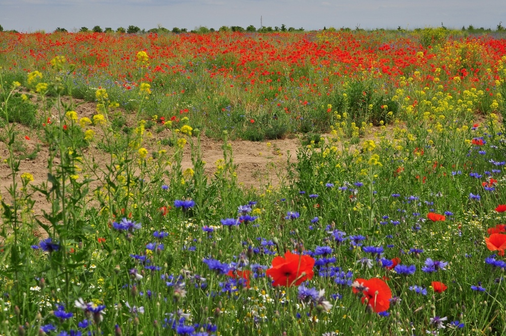 Die Farben des Sommers........