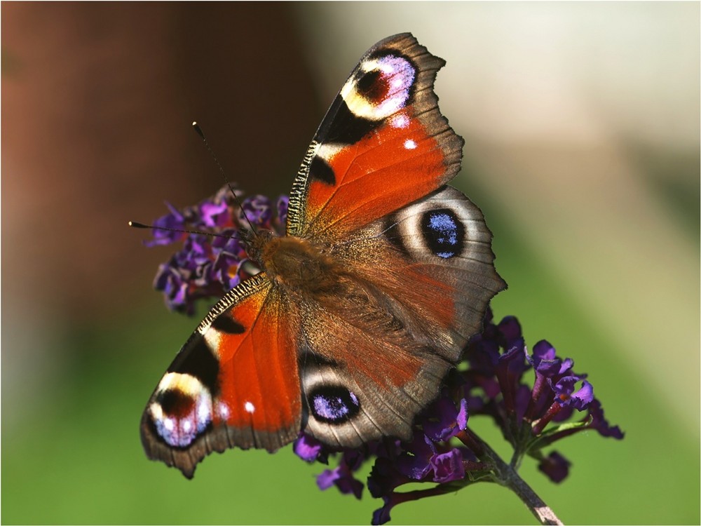 Die Farben des Sommers