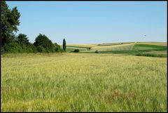 Die Farben des Sommers ~2~