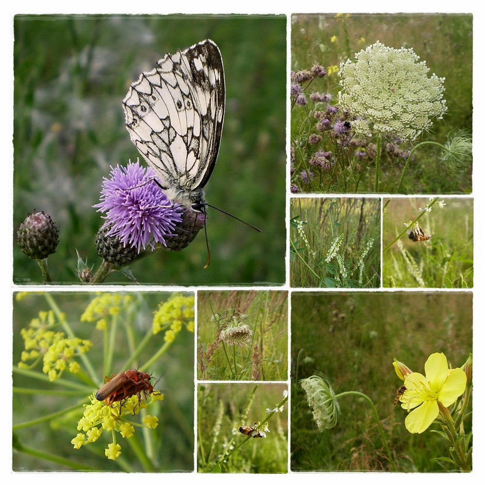 Die Farben des Sommers (2)