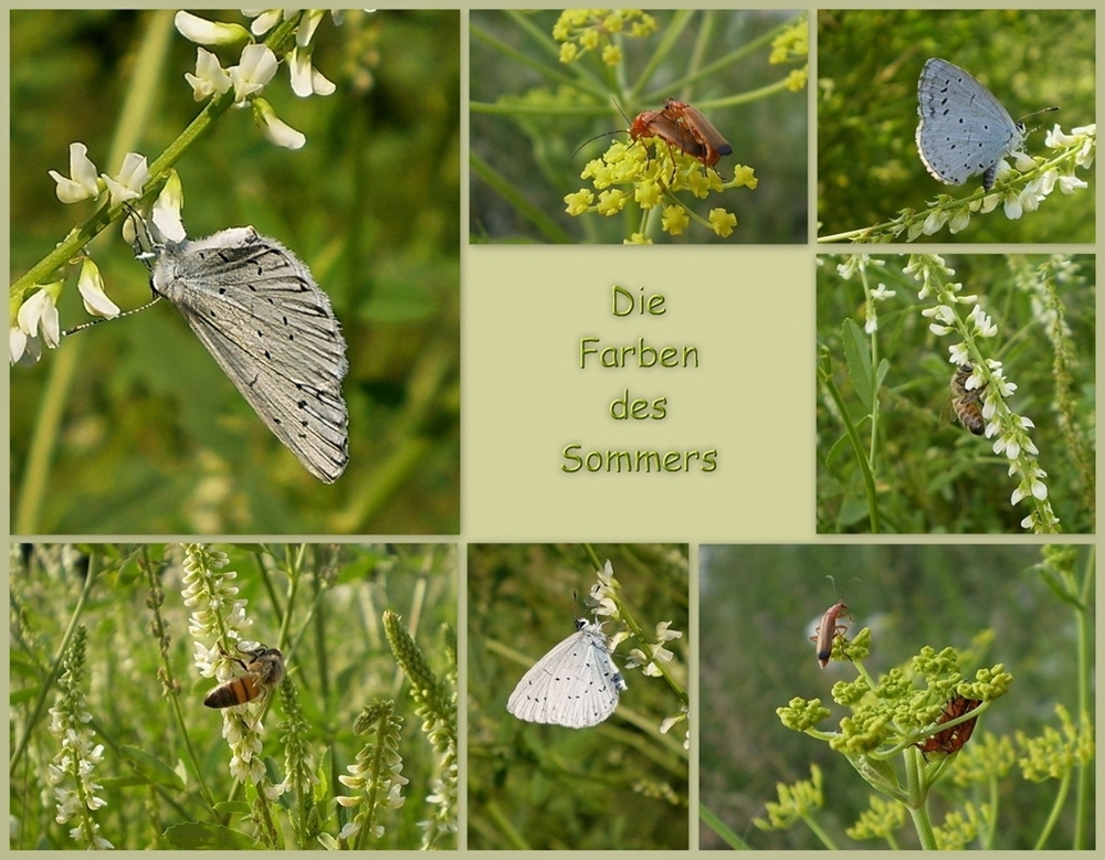 Die Farben des Sommers