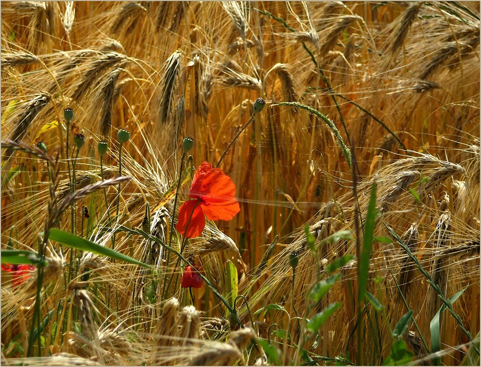 Die Farben des Sommers