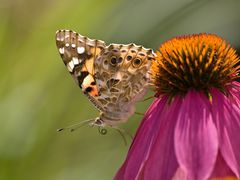 Die Farben des Sommers