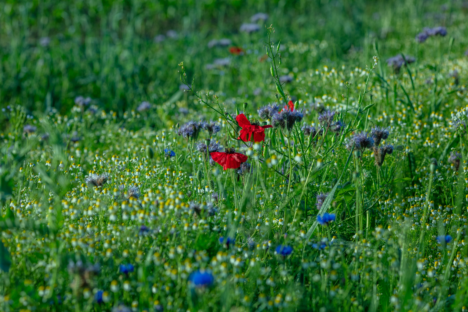 die Farben des Sommers