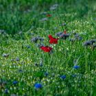 die Farben des Sommers