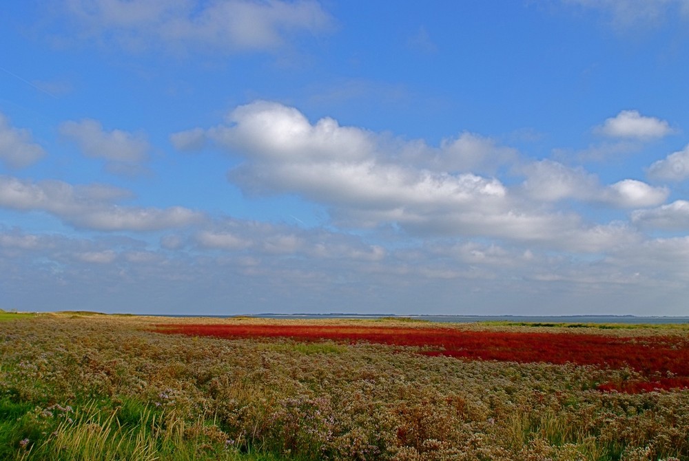 Die Farben des Sommers