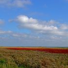 Die Farben des Sommers