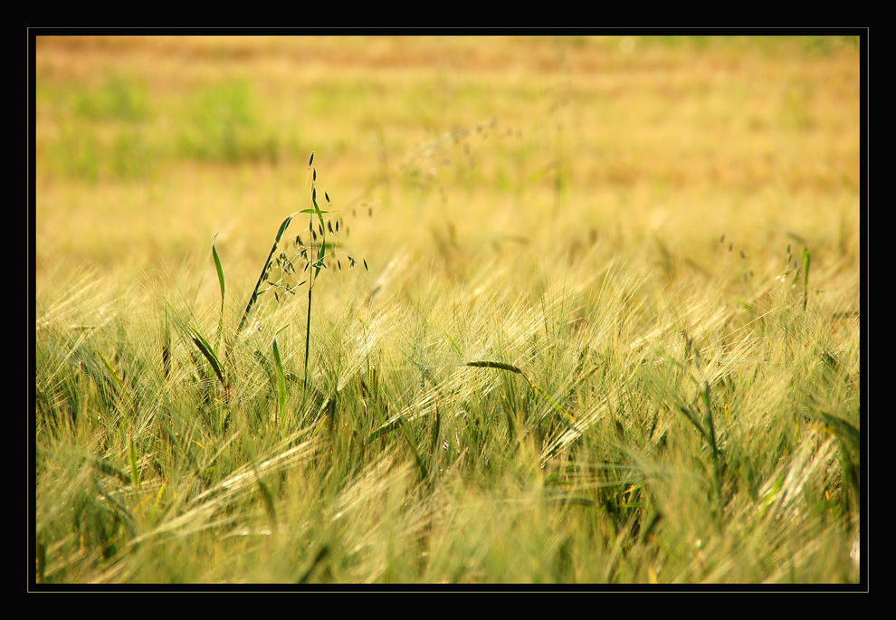 Die Farben des Sommers ~5~