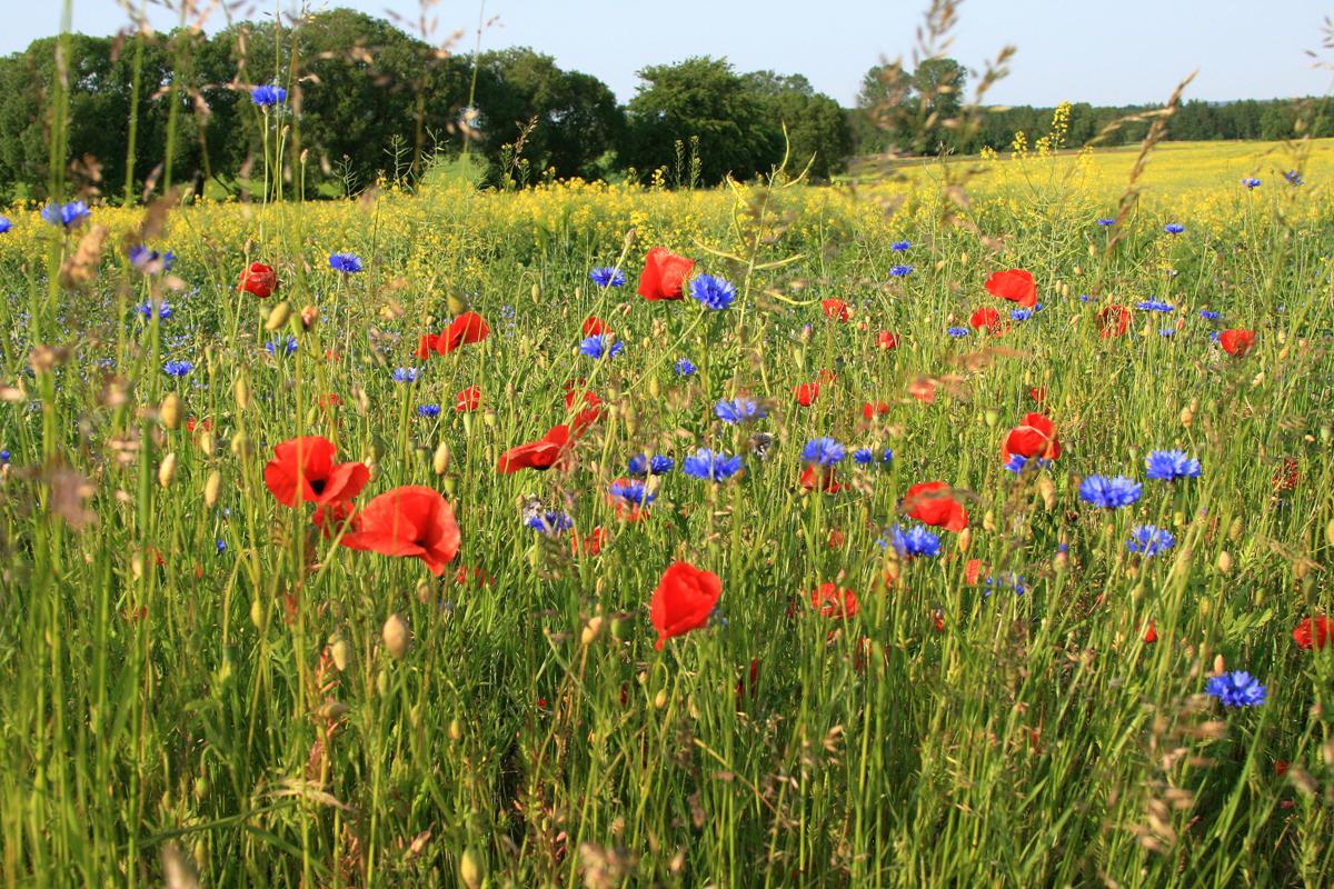 Die Farben des Sommers