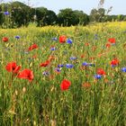 Die Farben des Sommers