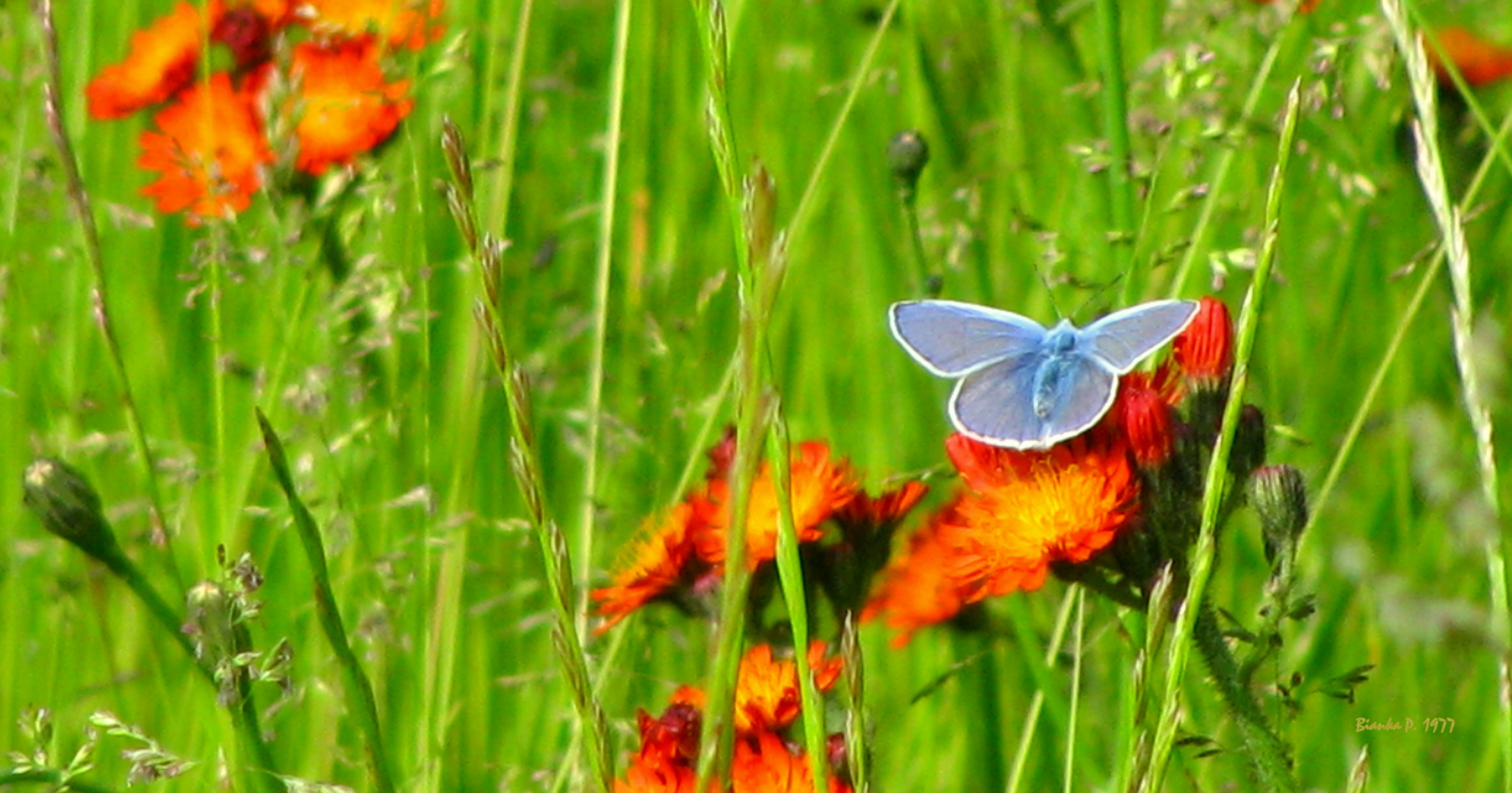 die farben des sommers