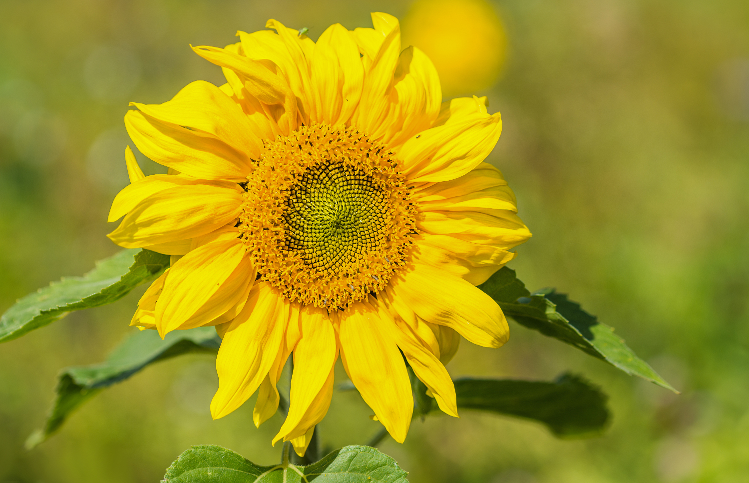 Die Farben des Sommers