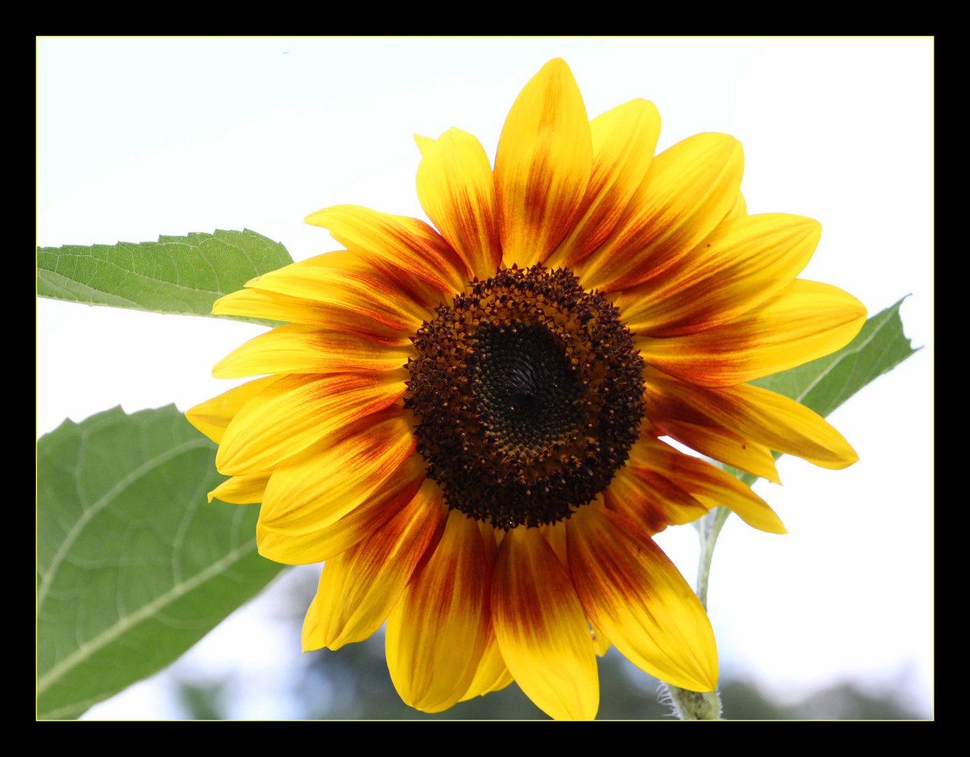 Die Farben des Sommers Foto & Bild pflanzen, pilze & flechten, blüten