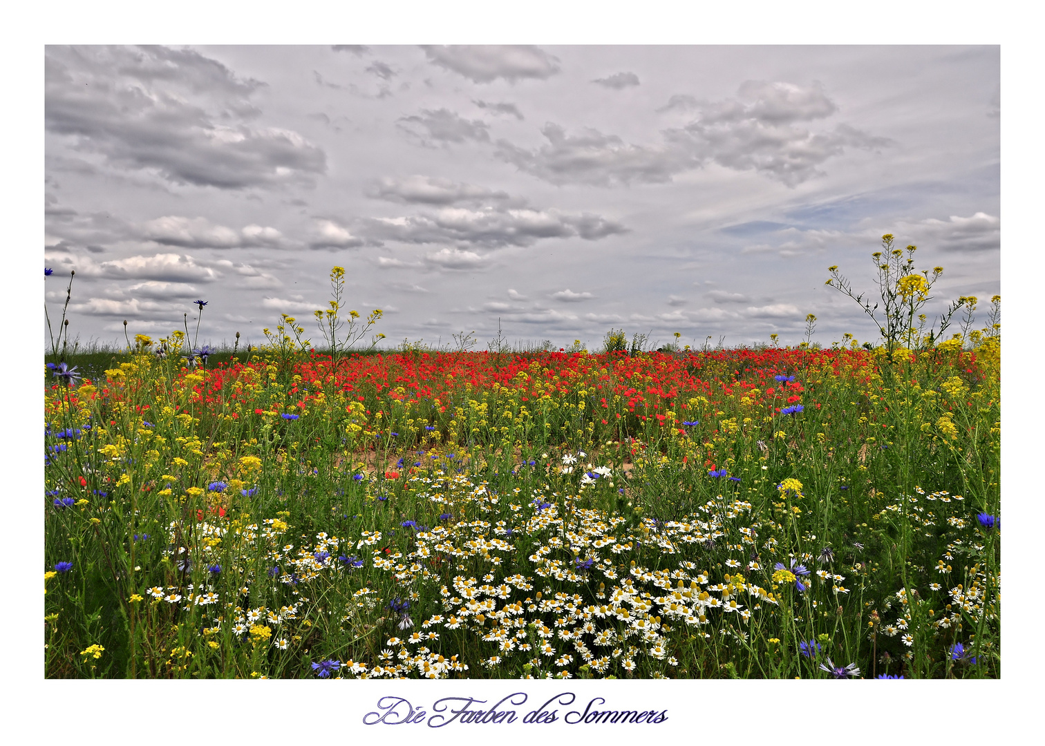 Die Farben des Sommers.....