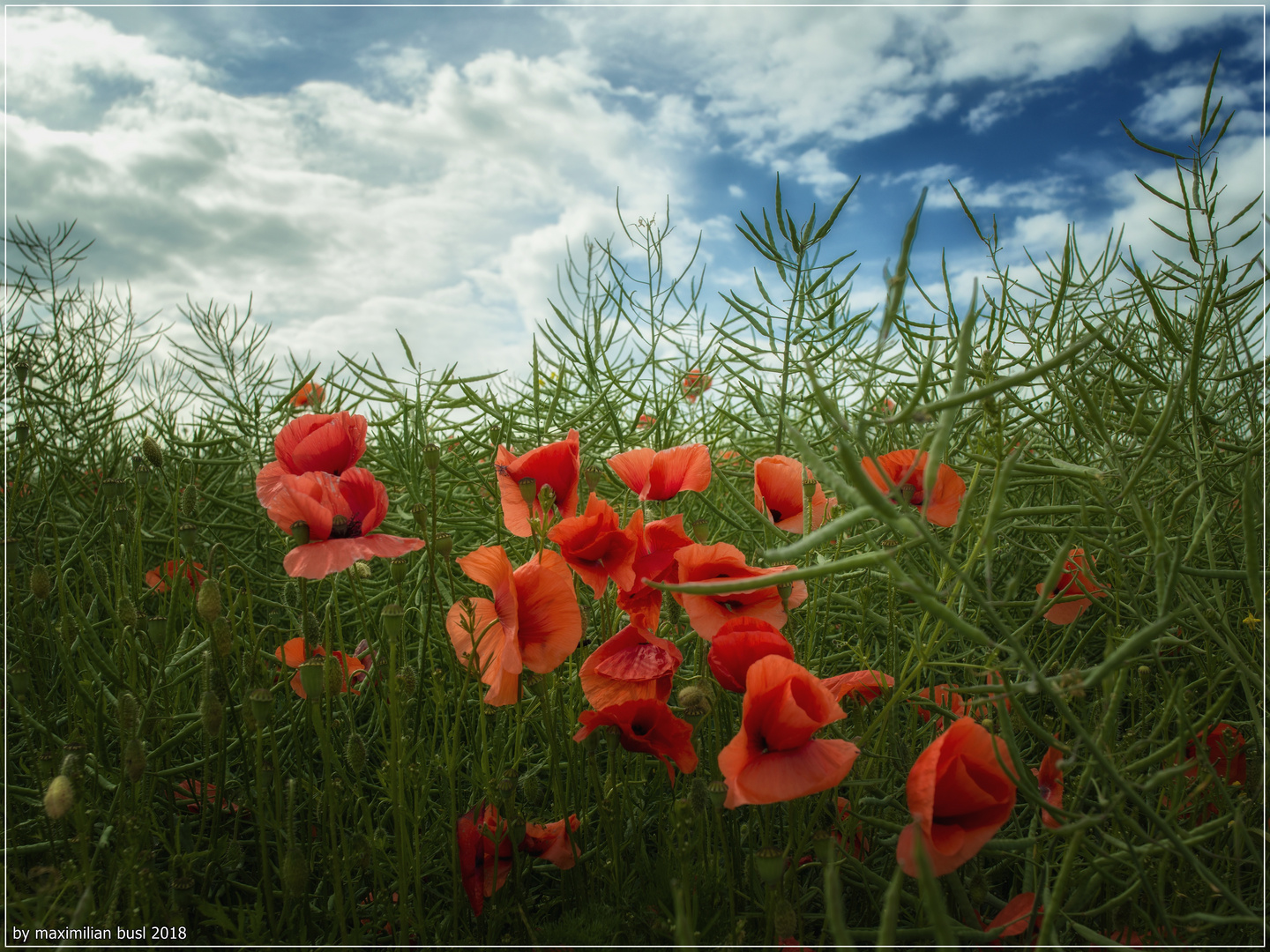 Die Farben des Sommers