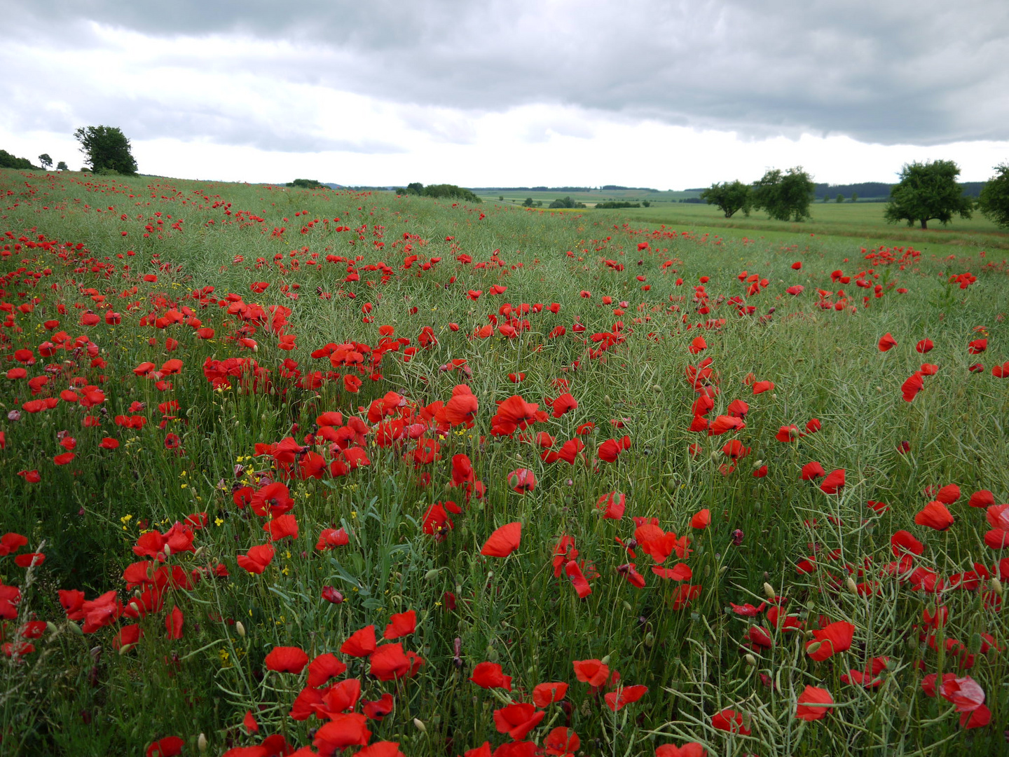 die Farben des Sommers