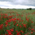 die Farben des Sommers